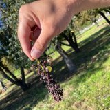 Vendanges mildiou vigne